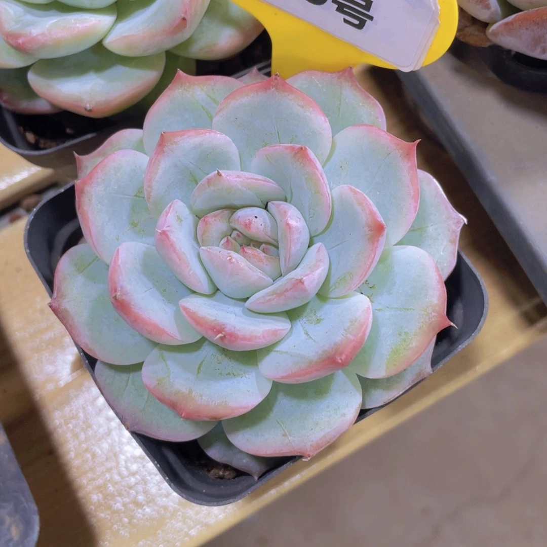 599号 冰透睫毛珍妮新品