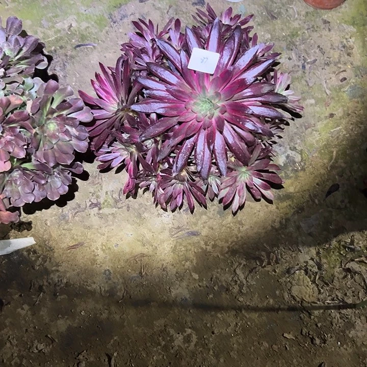 振**接多肉法师植物链接87