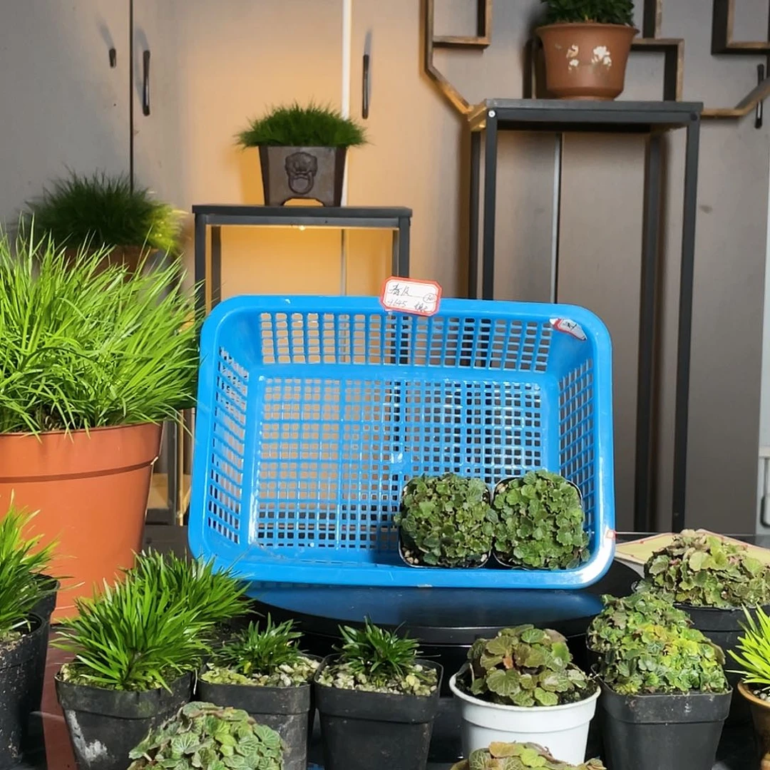 【闪购商品】不开花植物