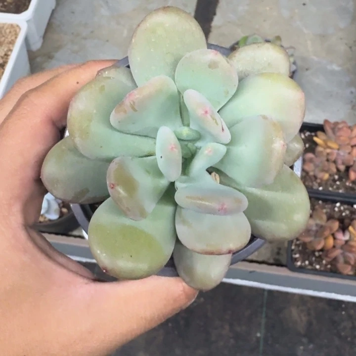 X系列美人新品 一物一拍