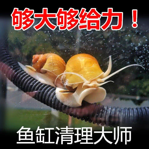 黄金螺冷水工具螺观赏精品螺包邮吃垃圾螺淡水清洁水蜗牛清理鱼缸