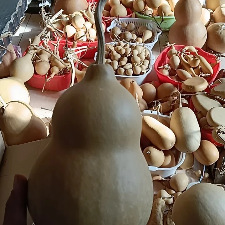 雨***尘天然葫芦瓜愣大葫芦一个