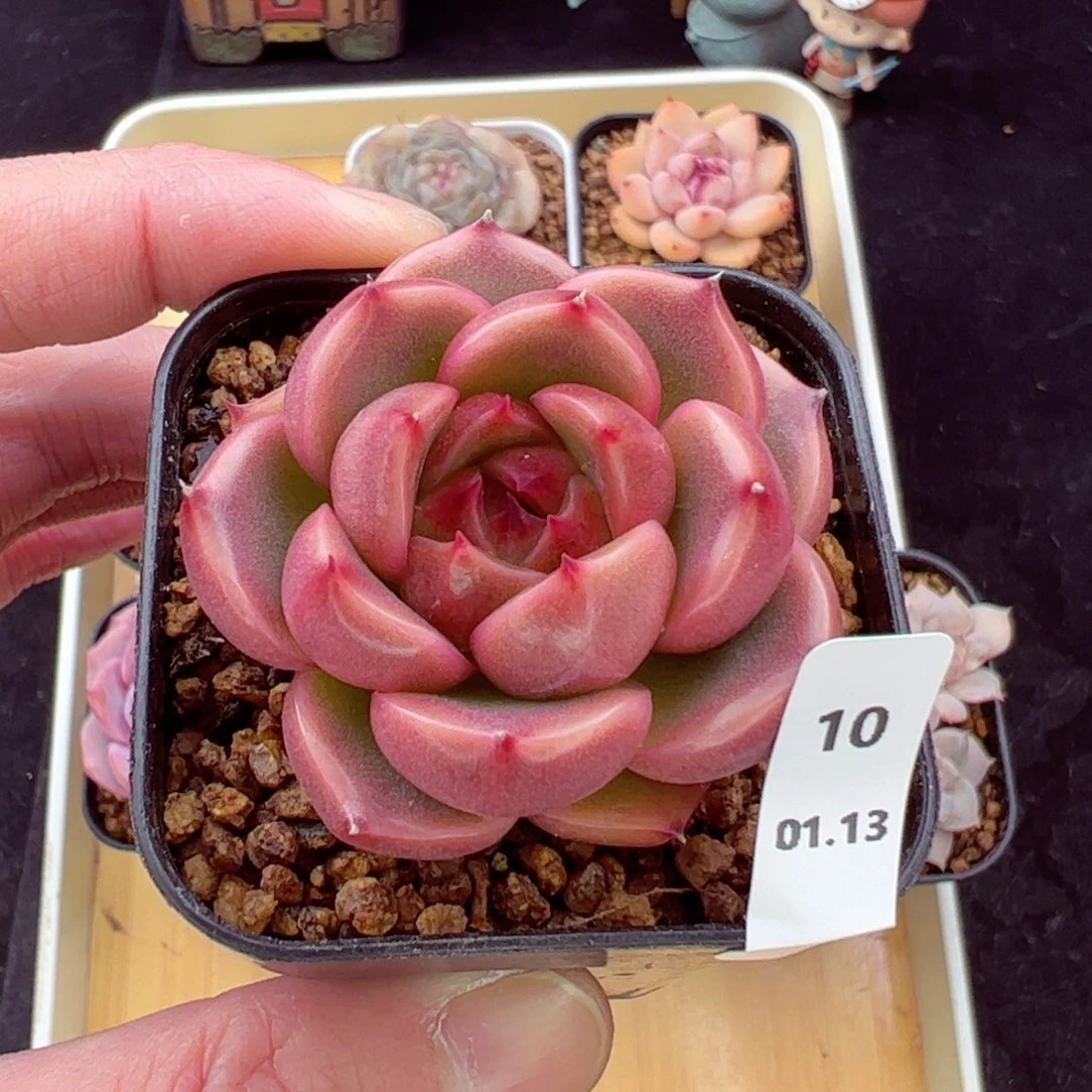 不****家晴空10、哈哈哈哈