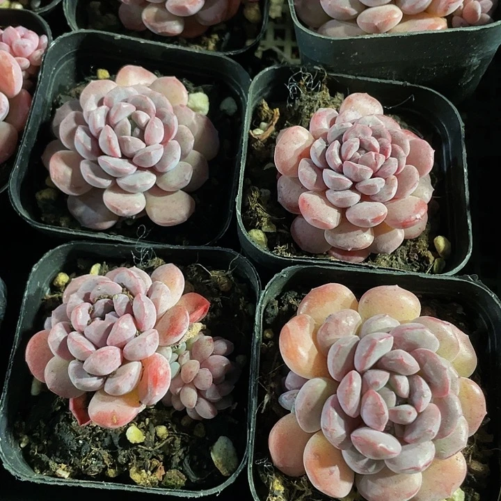 大萌豆2.8带盆土