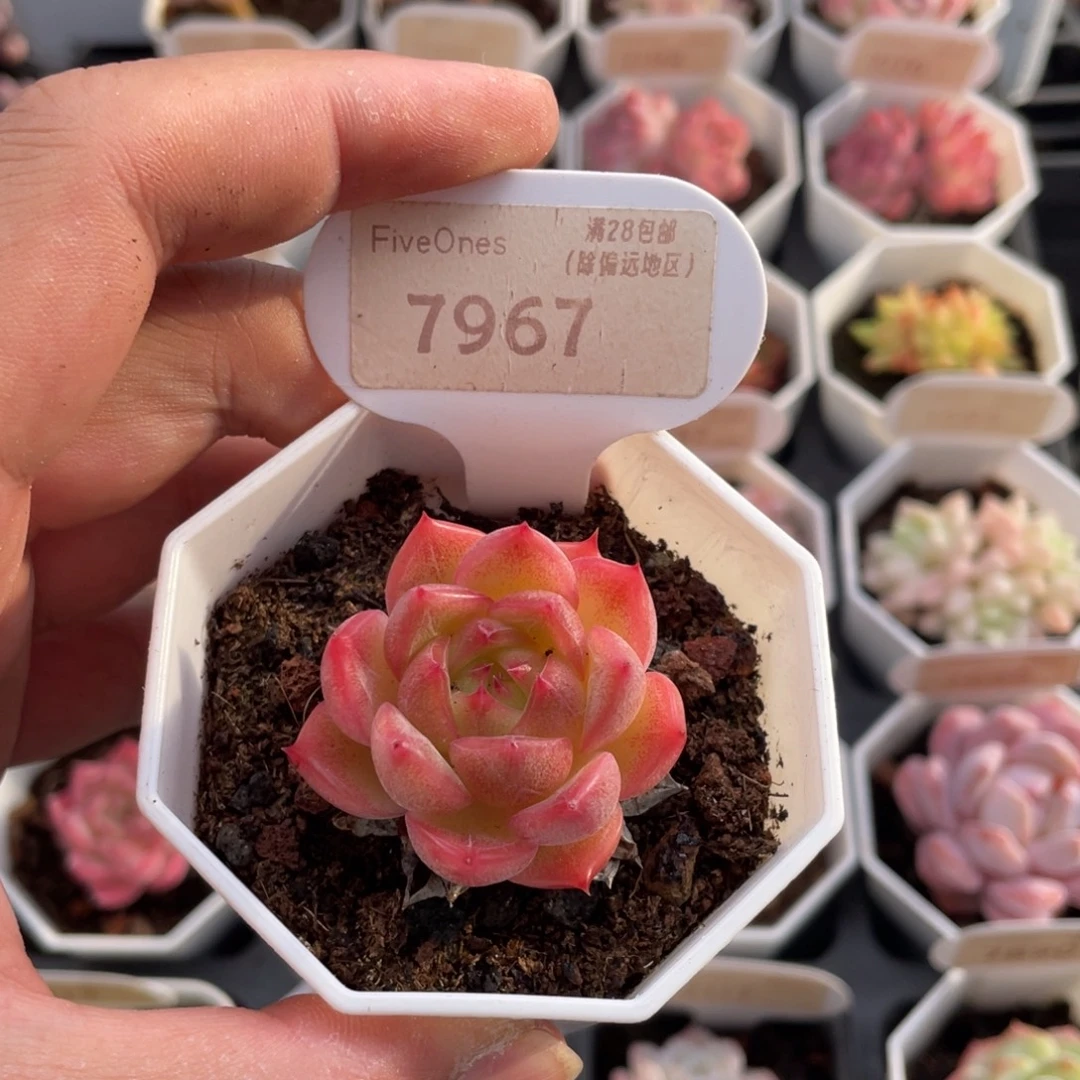 红媚7967-4.0厘米