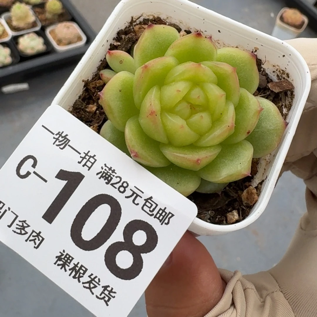流心扶摇无盆土发货