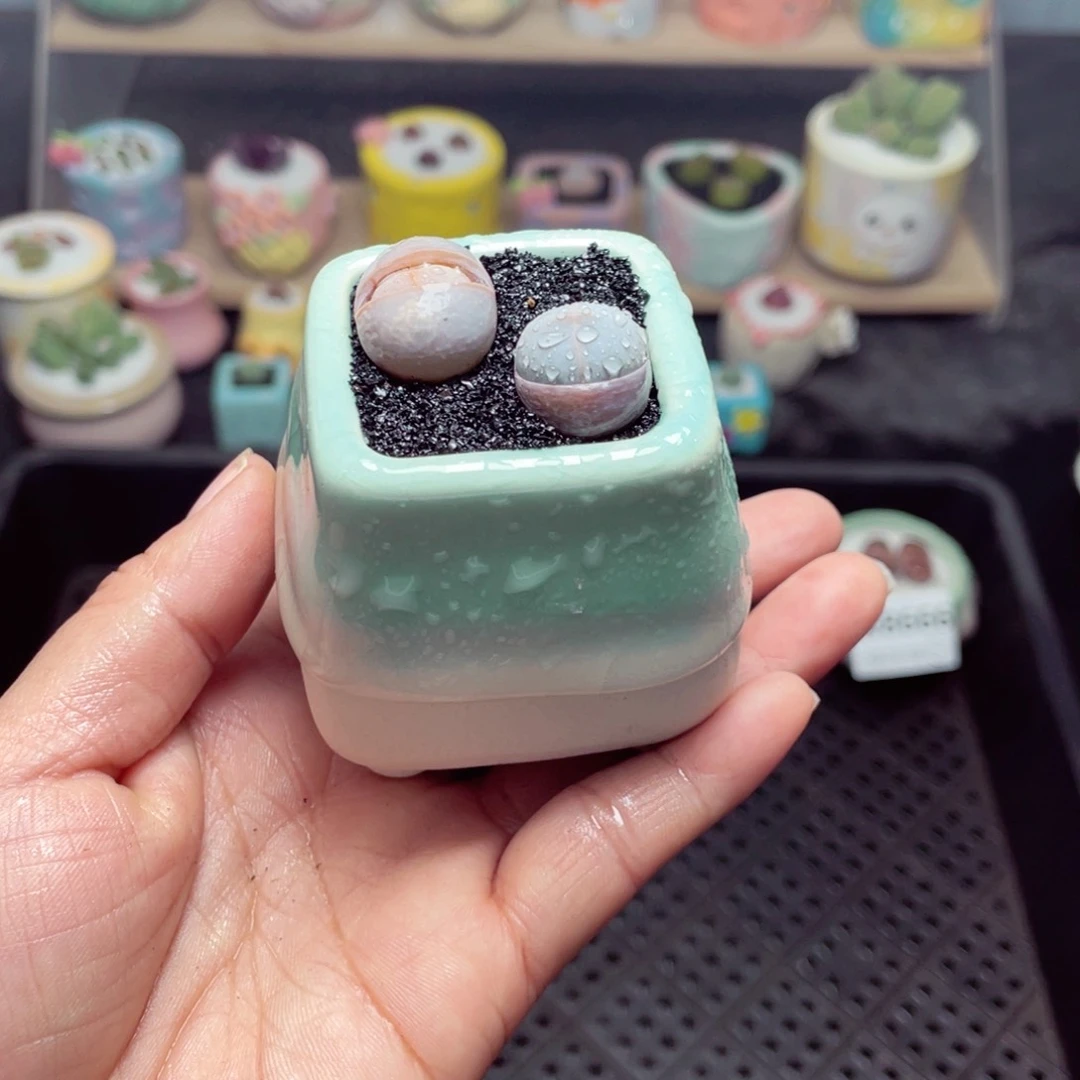 w8667 带盆土发货-零下地区拍保温箱