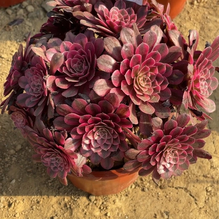 109多肉植物黑铜白
