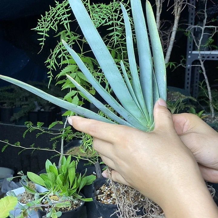 折扇芦荟多肉植物