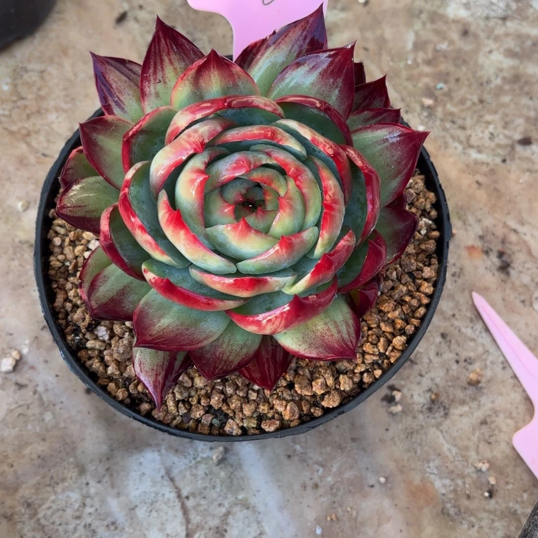 多肉惊鸿仙子2216