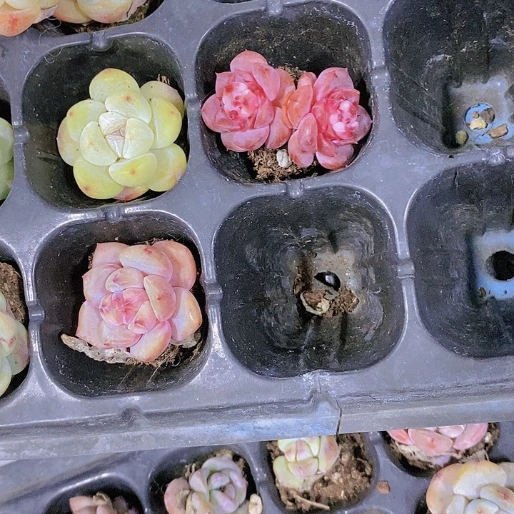 正版草莓包邮111