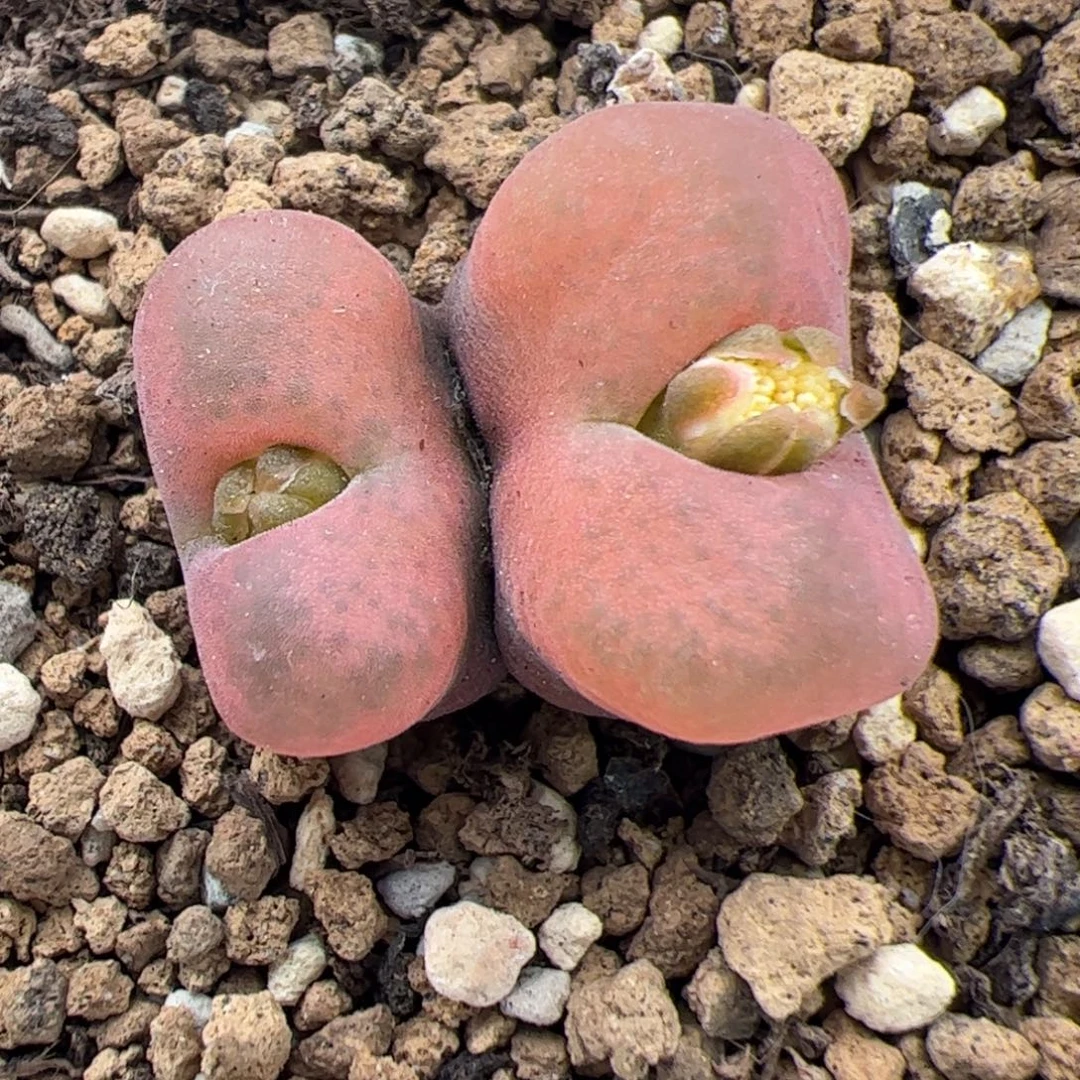 031号 毛杂多肉植物