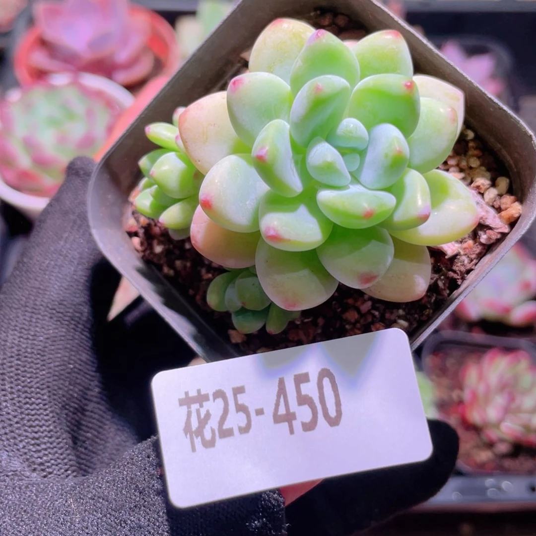 花利美25-450罗琦