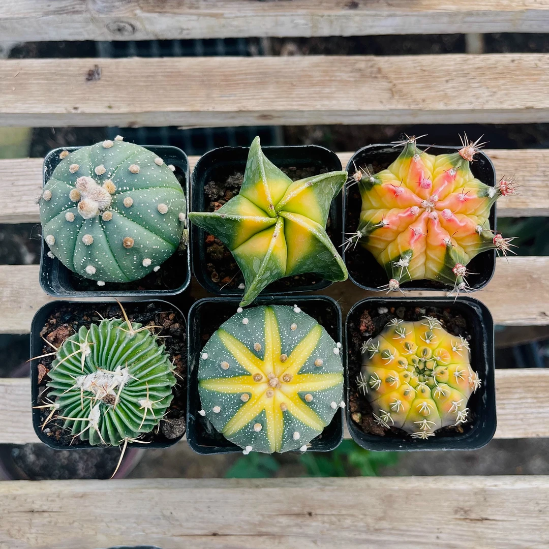 多肉植物仙人球小盆栽仙人指肉肉办公桌面摆件室内仙人掌组合盆栽