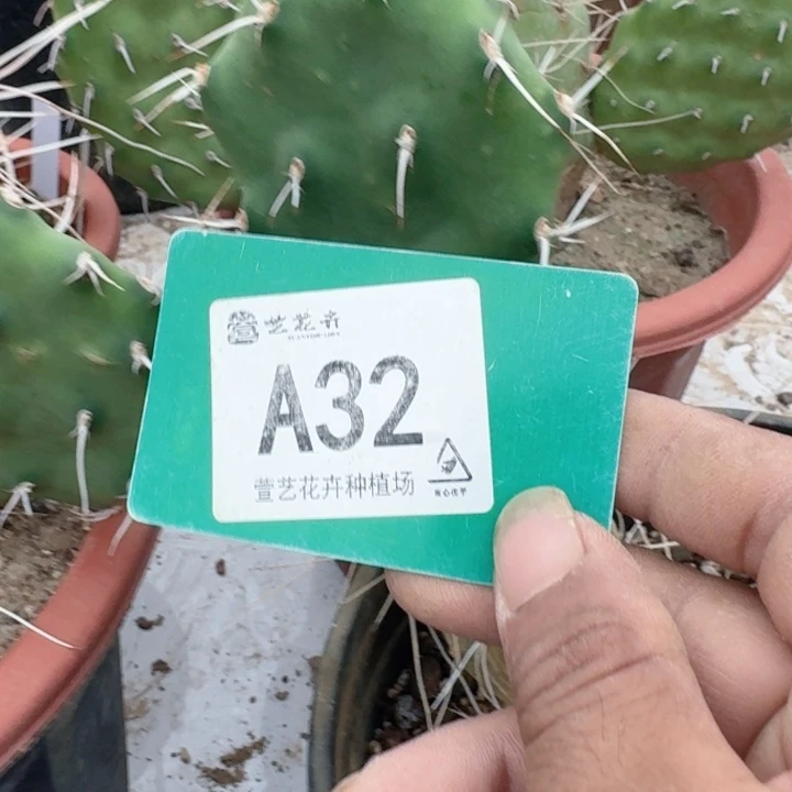 完全开放曲刺硫磺仙人掌1个