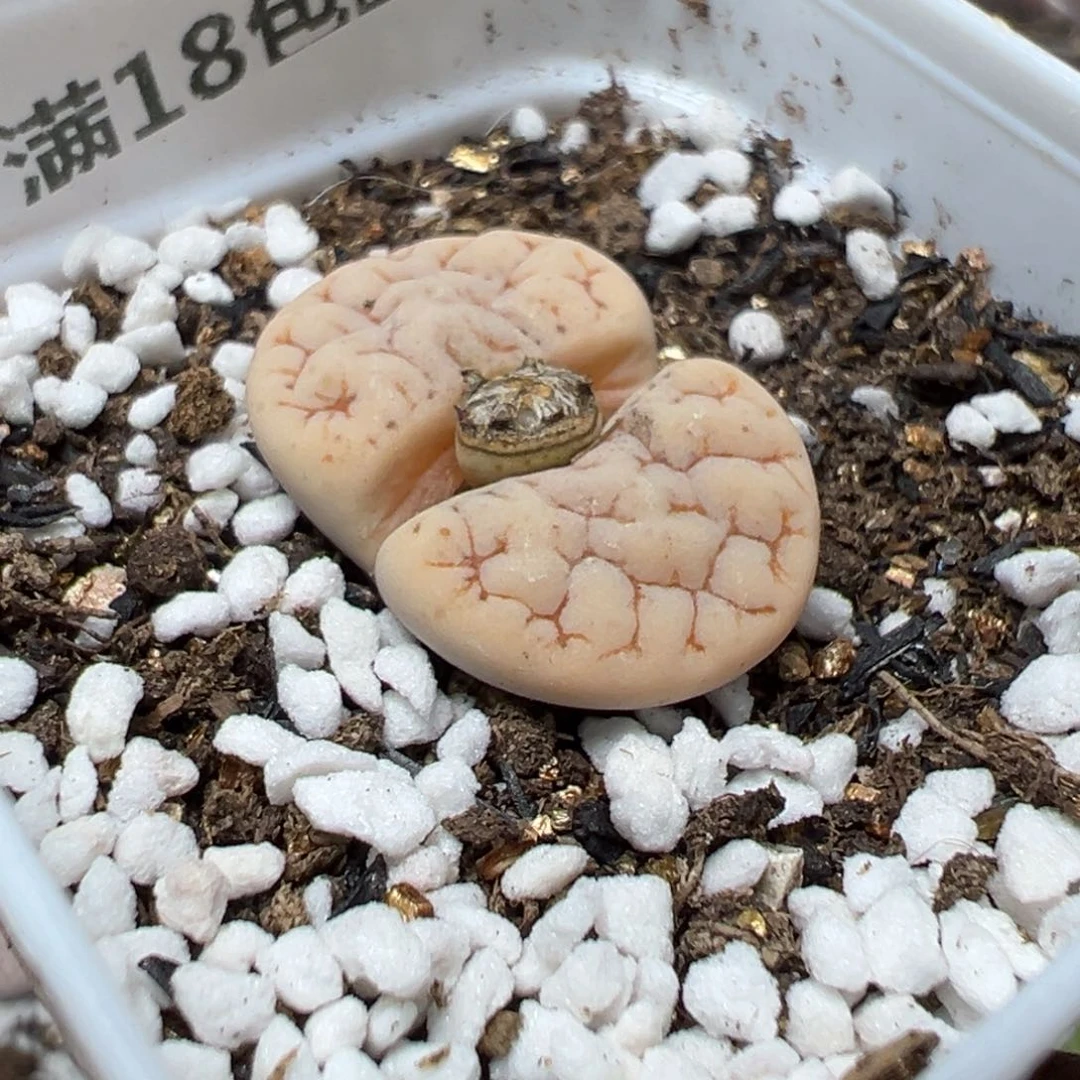 【闪购商品】 281。