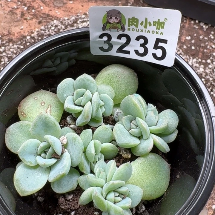 多肉植物多肉植物