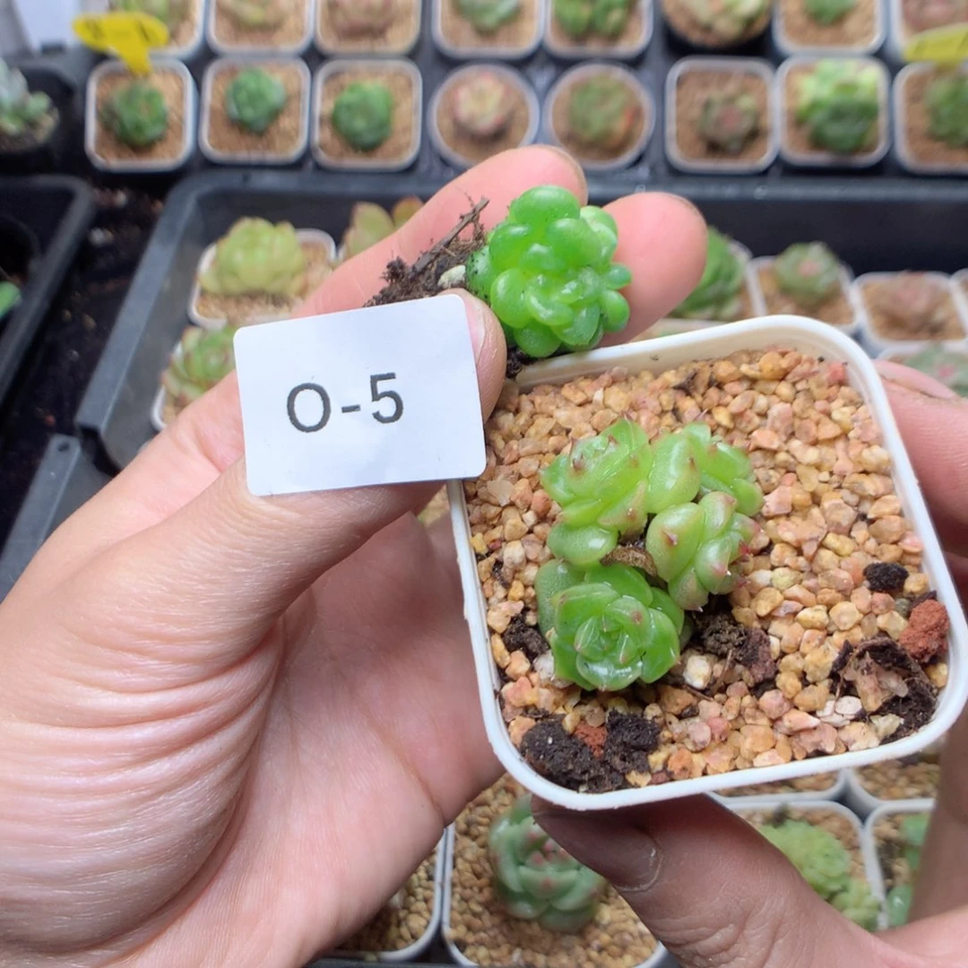 野***人无花朵O-5yyyttttttttttt