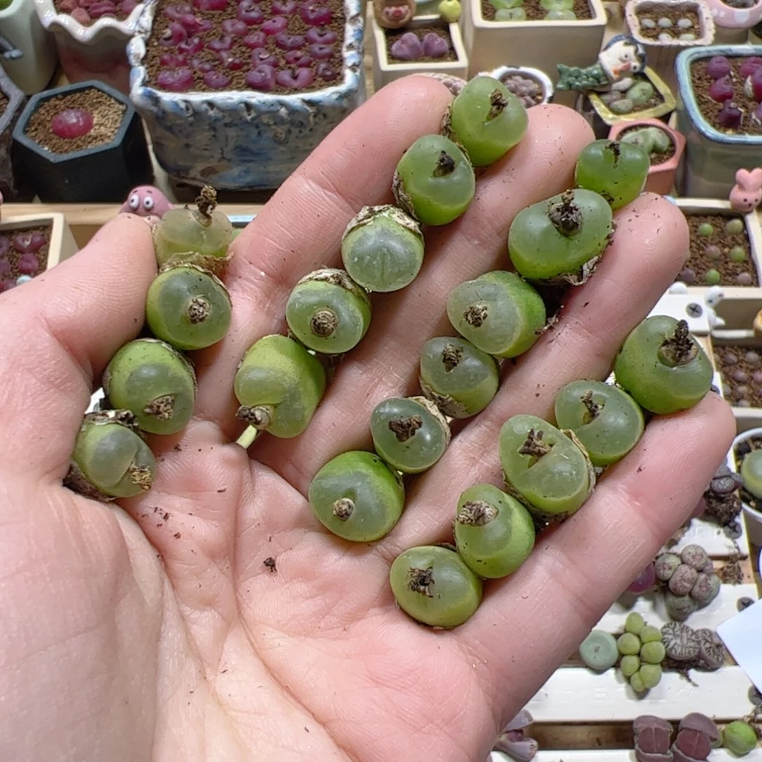 【闪购商品】K295 o泡