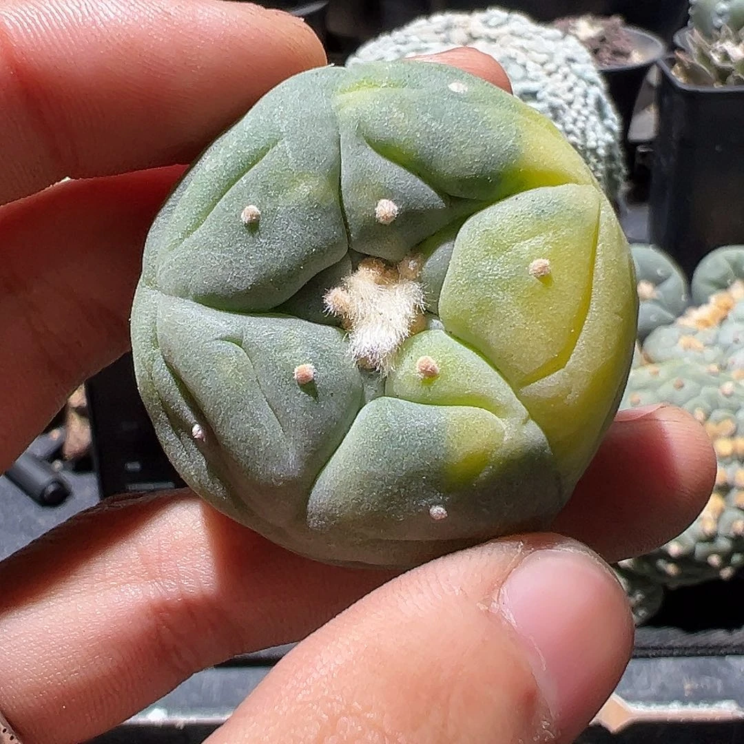 用****1布考实生宽u大u锦