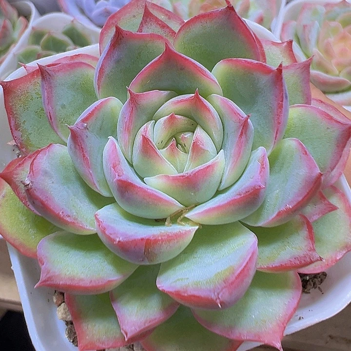 侧影19包邮多肉植物