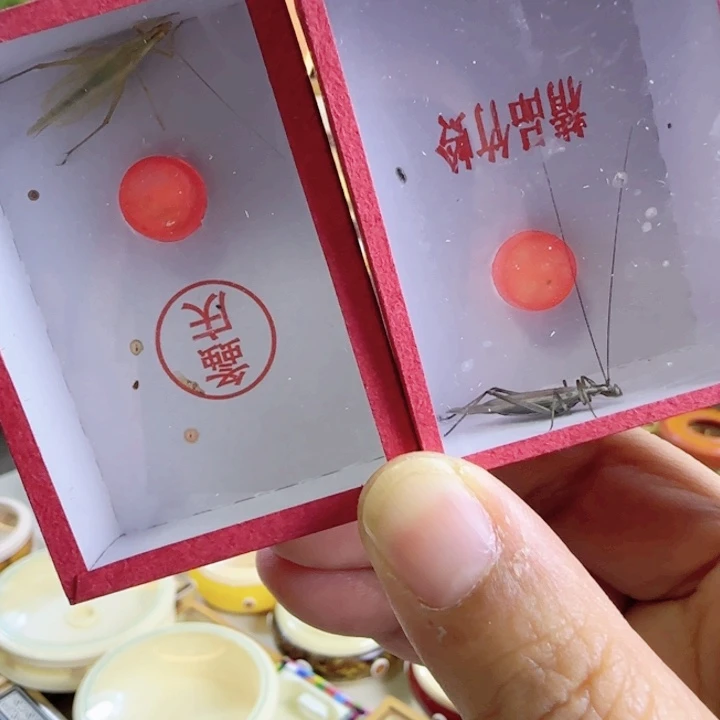 紫竹➕柬竹啊啊啊啊