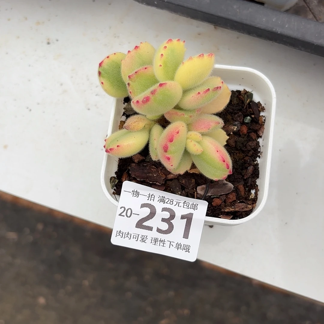 西***风白熊无盆土发货无