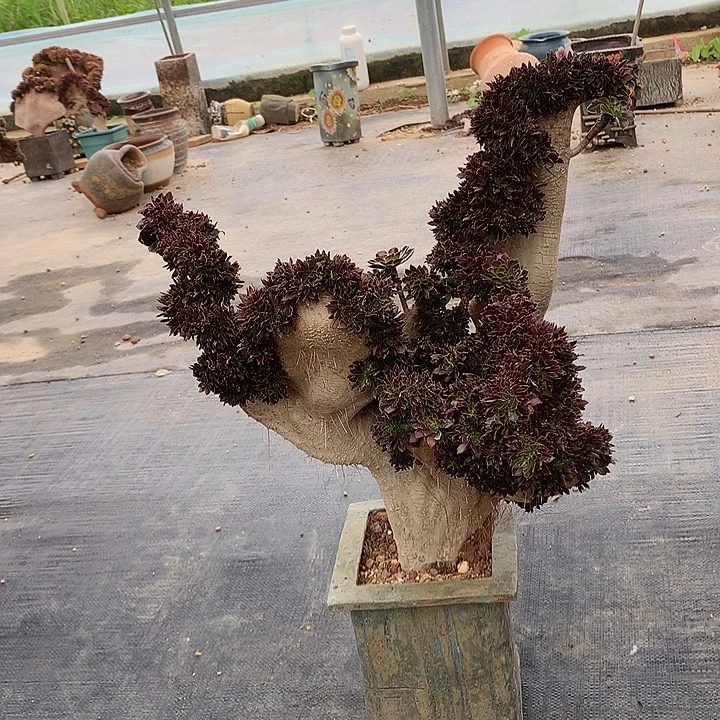 黑大师缀脱土不带盆