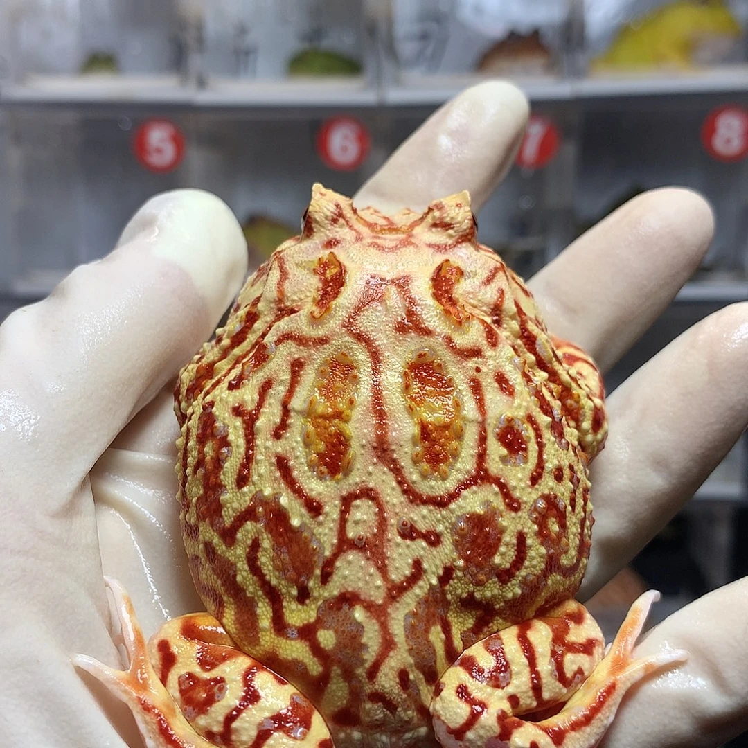 角蛙4461 好看的火龙