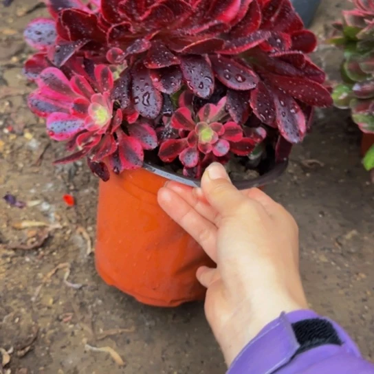 美杜莎缀化9.99加急发明天早上