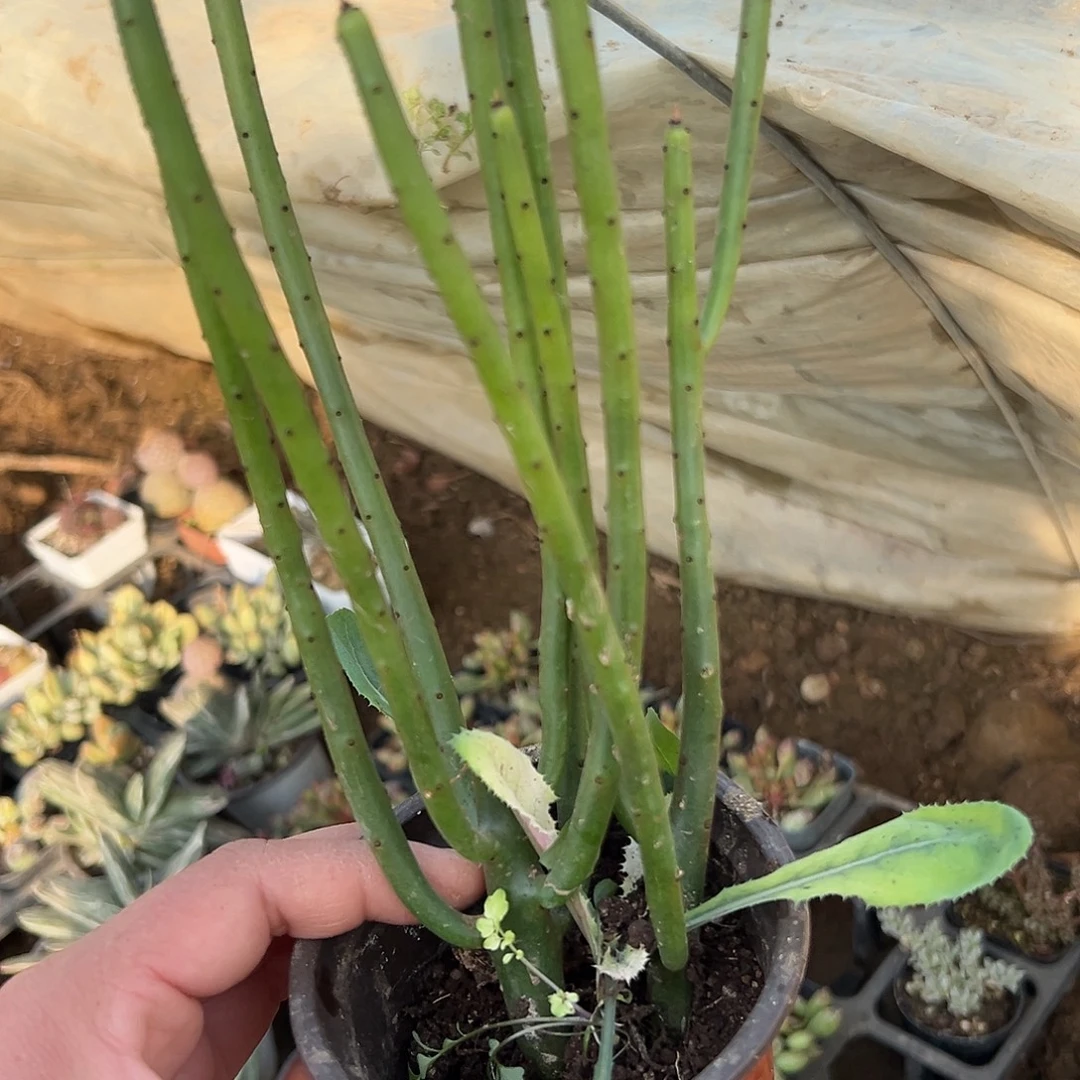 多肉植物光棍树群