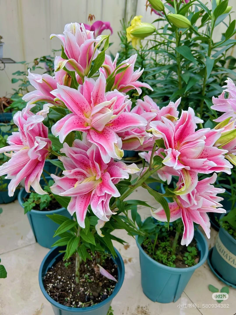 15号短腿重瓣百合多头，我要买我不售后