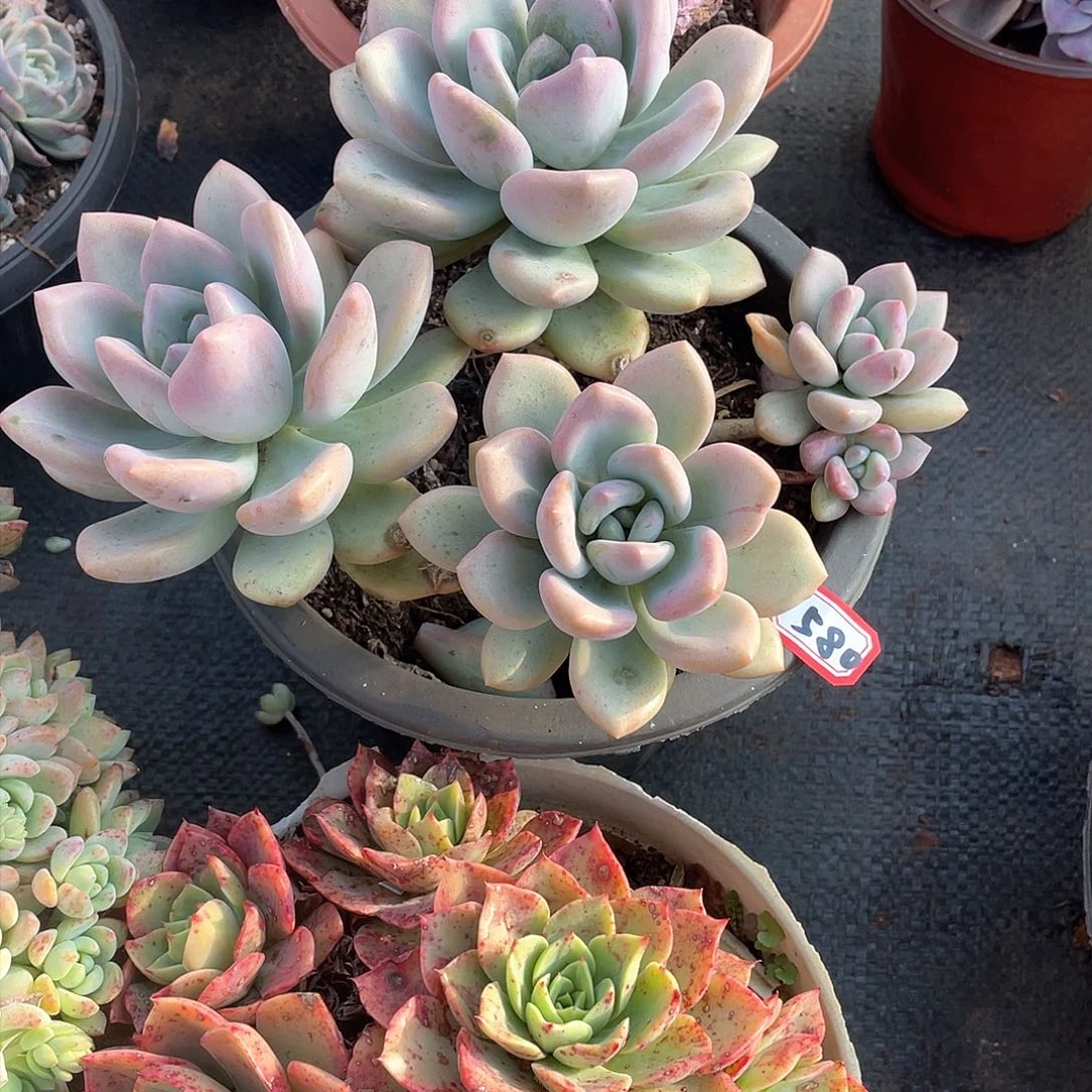 580奥普 一物一拍多肉