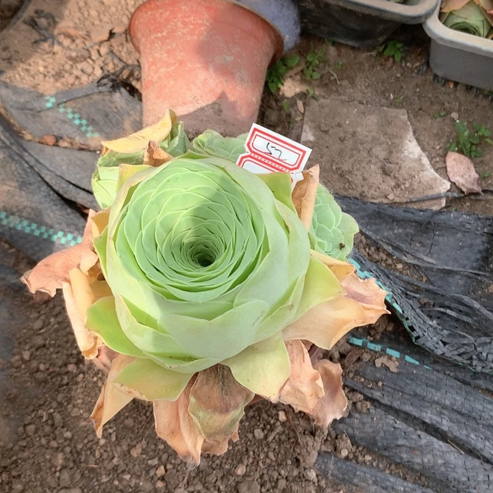 习*水蜜桃玫瑰大单头52