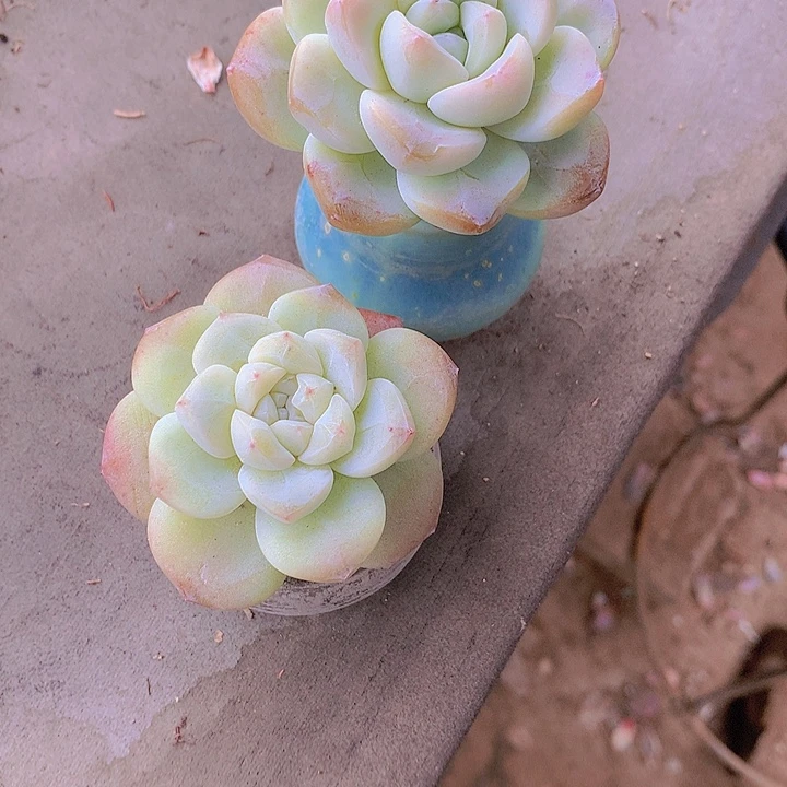 安***光一物一拍，冰玉粗腿两颗带盆