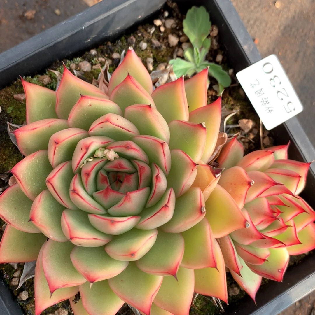 5230杂交多肉植物