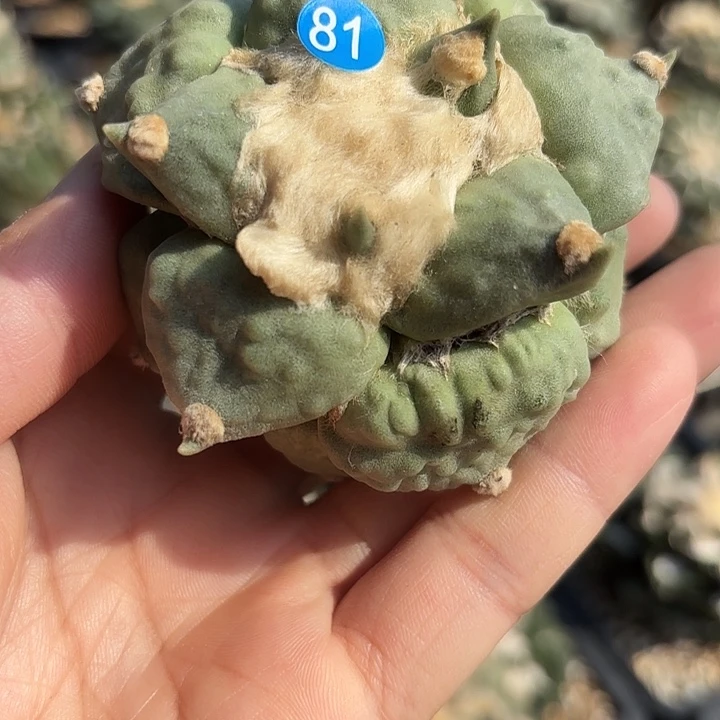 袖蒲苗接落地仙人球81