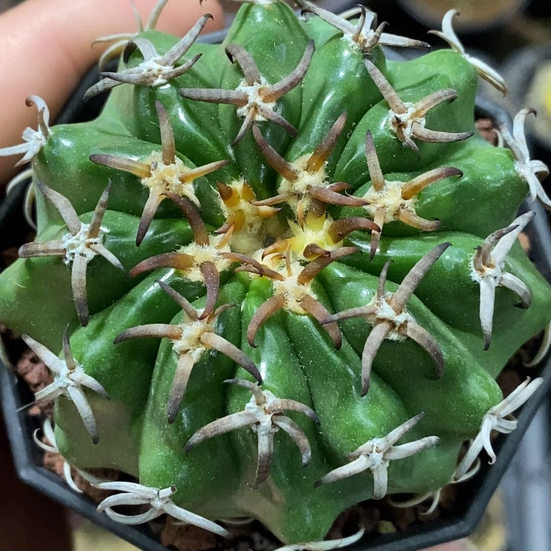 孤品实生特选短豪刺猫爪圆盘玉6.2cm