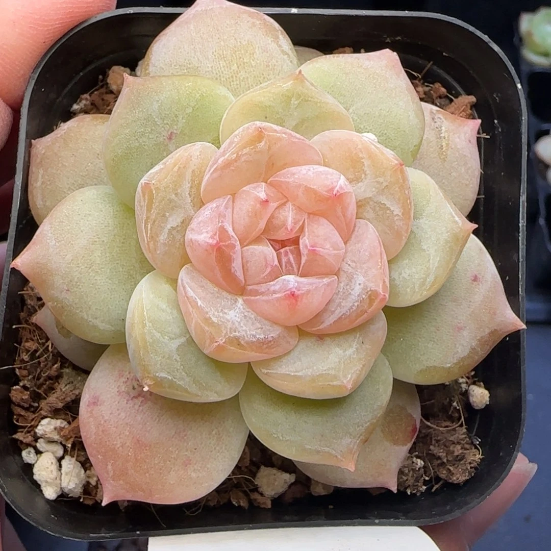 【满29包邮非偏远】504