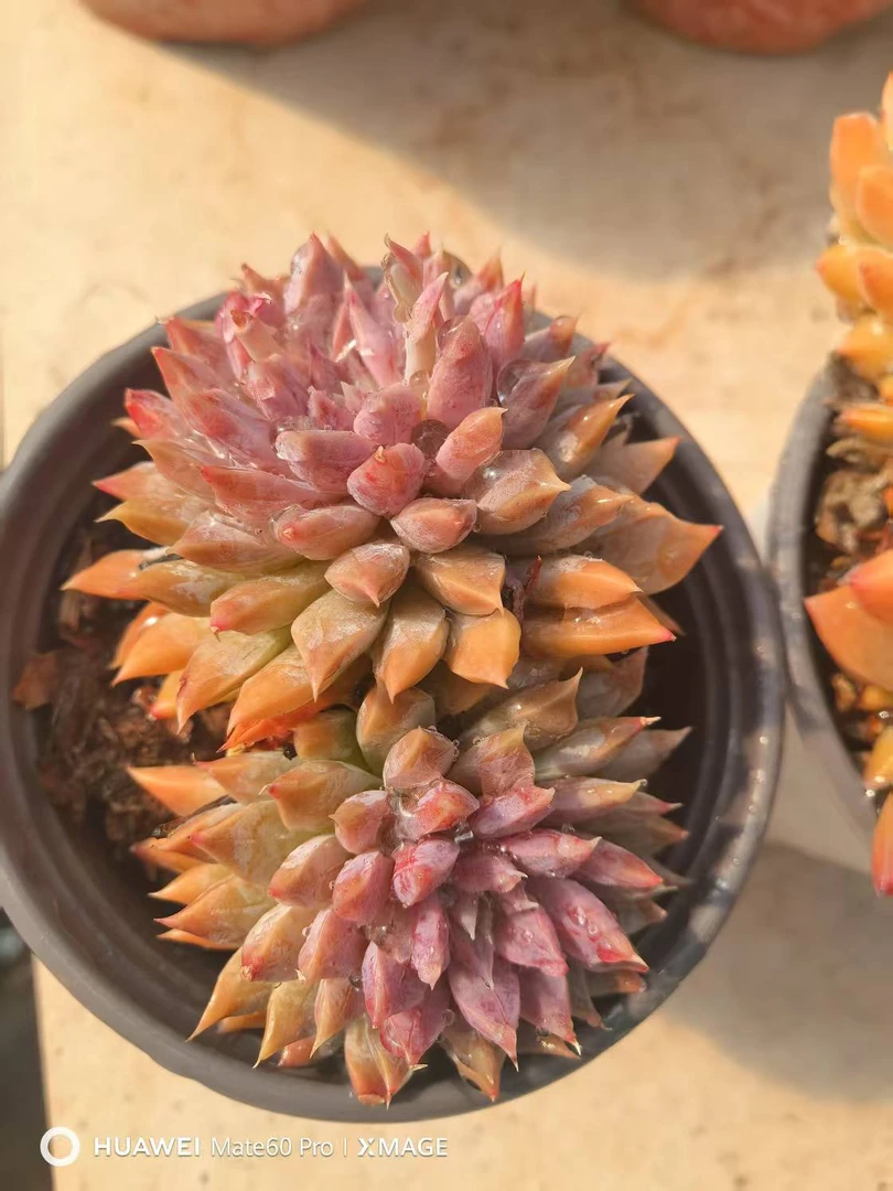 6月26日601-700云南多肉基地直发一物一拍满18包邮