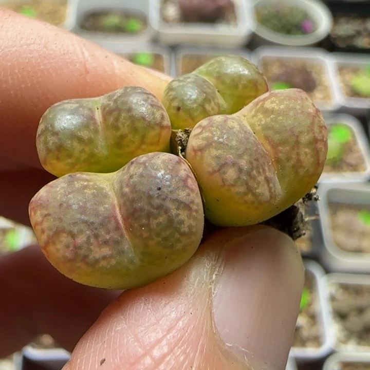 杂交漂亮多肉植物186