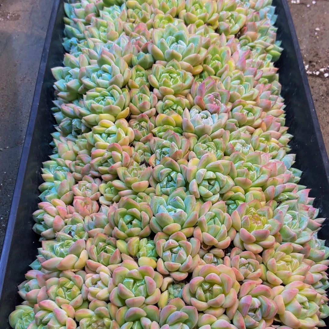 蓝***桉175多肉植物和植物的生长