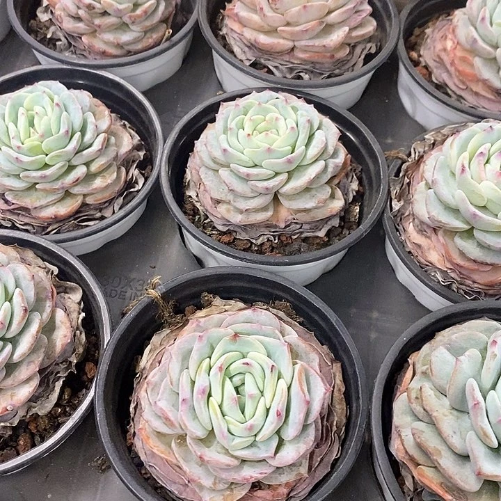 97。勃朗峰。小盆混发，