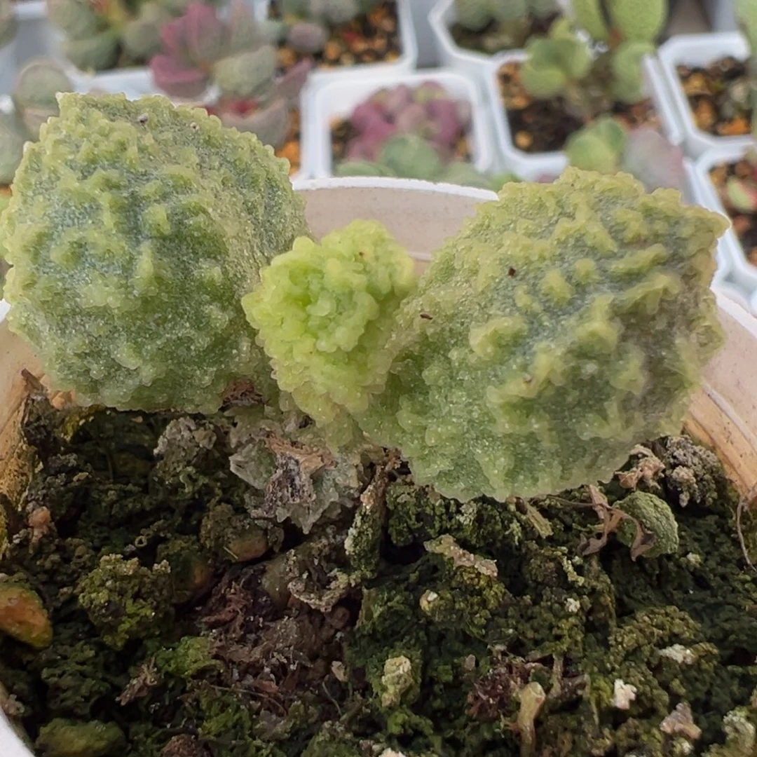 美系爆炸纹绿幽灵单头纯木质桩多肉植物