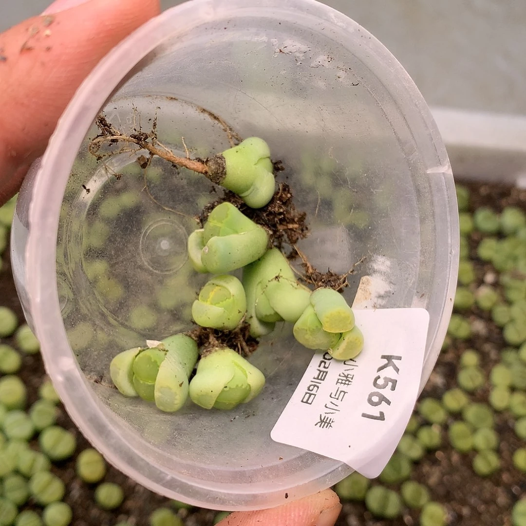 歆**愿K561多肉植物保护