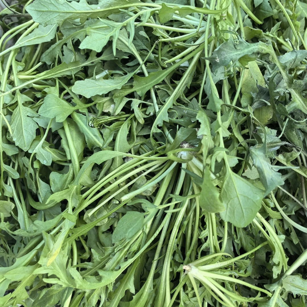 荠菜 新鲜苏北农家荠菜现挖现摘野菜饺子，馄饨，春卷，火锅。