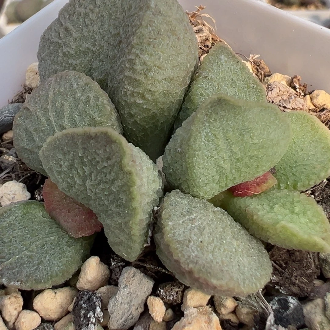 实生新品多肉植物水泡