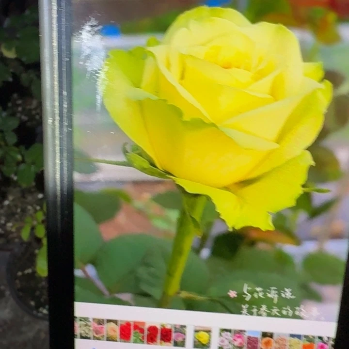 无花朵绿黄测品小苗