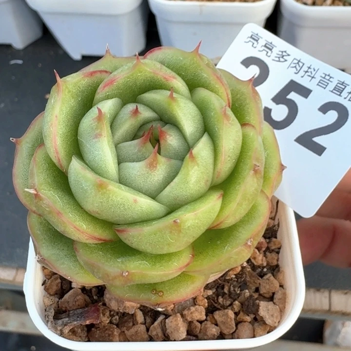 玉玲珑            多肉植物