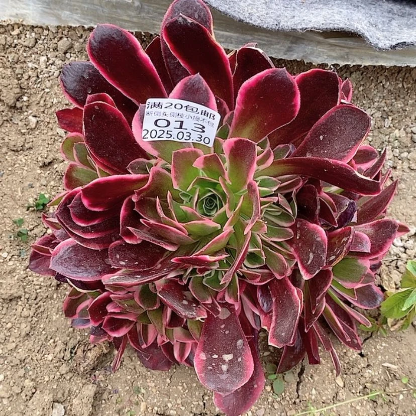 【闪购商品】3.30-13皇后多肉植物